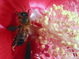 L'abeille et l'hibiscus sans Cuiser