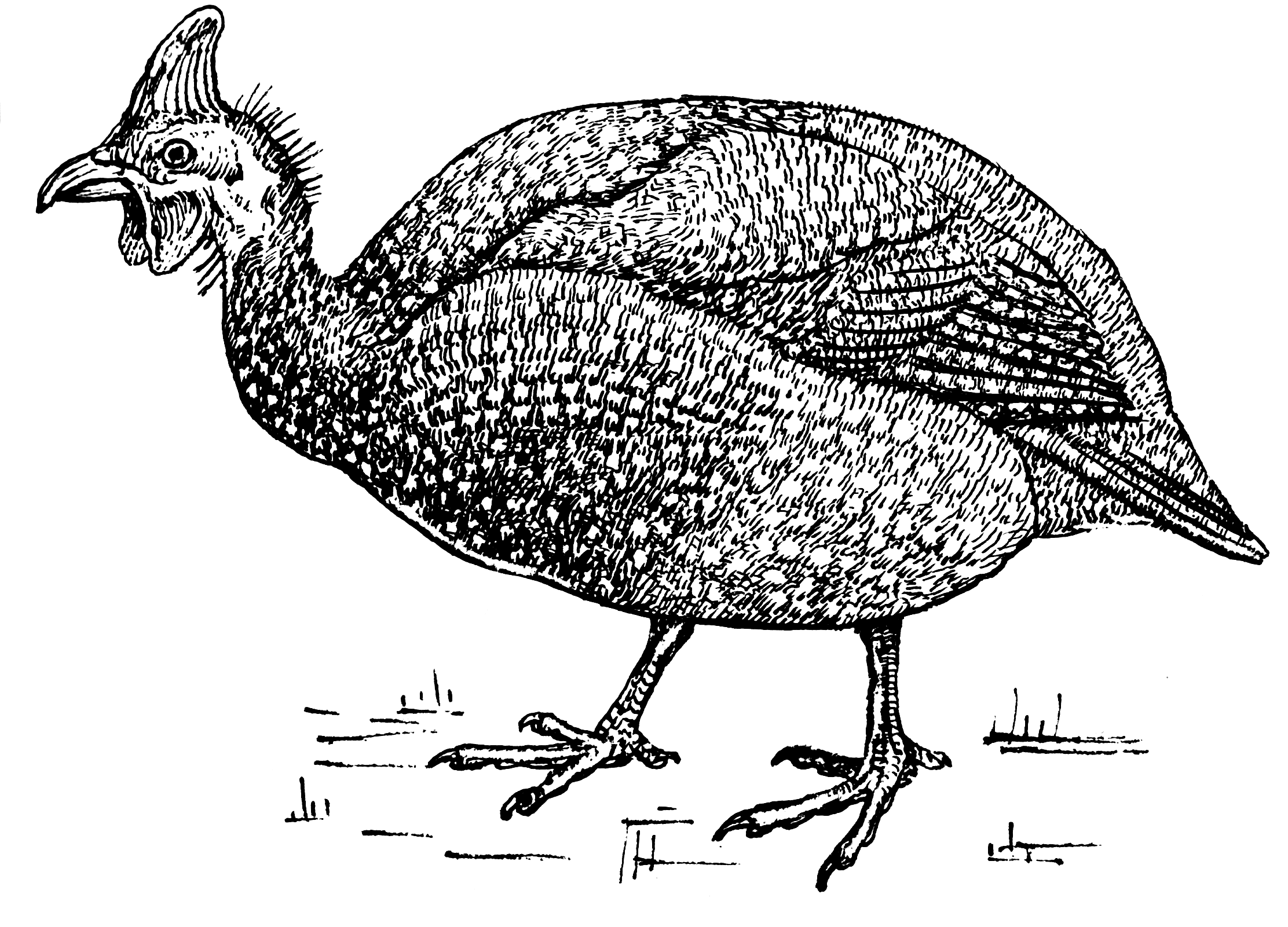Guinea fowl ou pintade anglaise ;o)