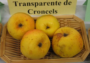 Pommes "Transparente de Croncels"