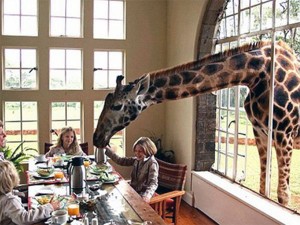 Manoir aux girafes