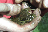 Museau busqué, oeil doré: une grenouille de passage