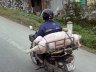 Trans-porcs - Hanoï, Vietnam